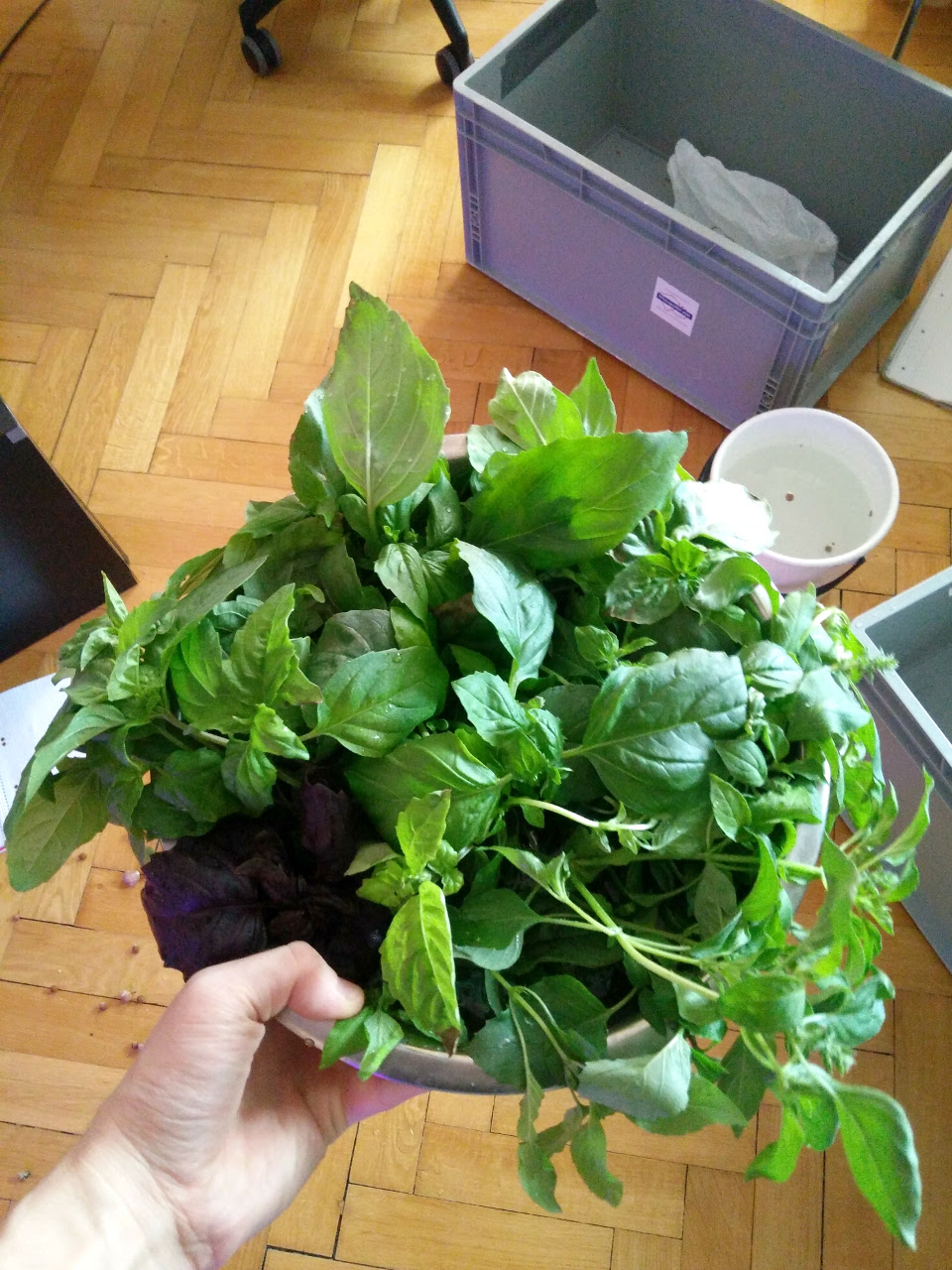Continuous herbs harvest - clicking on image leads you to three months time-lapse video