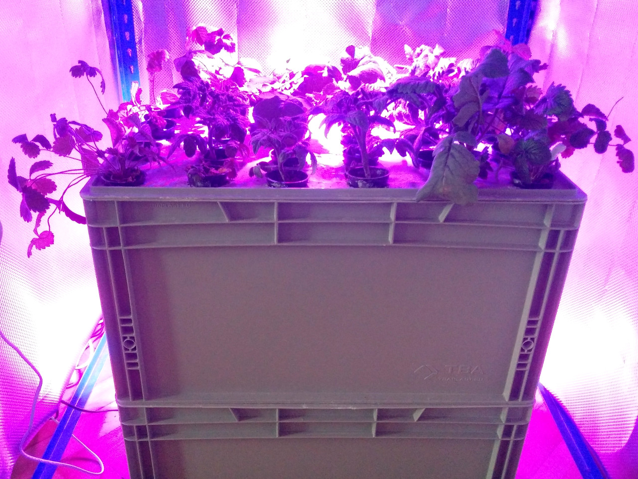 Growing box with lights on