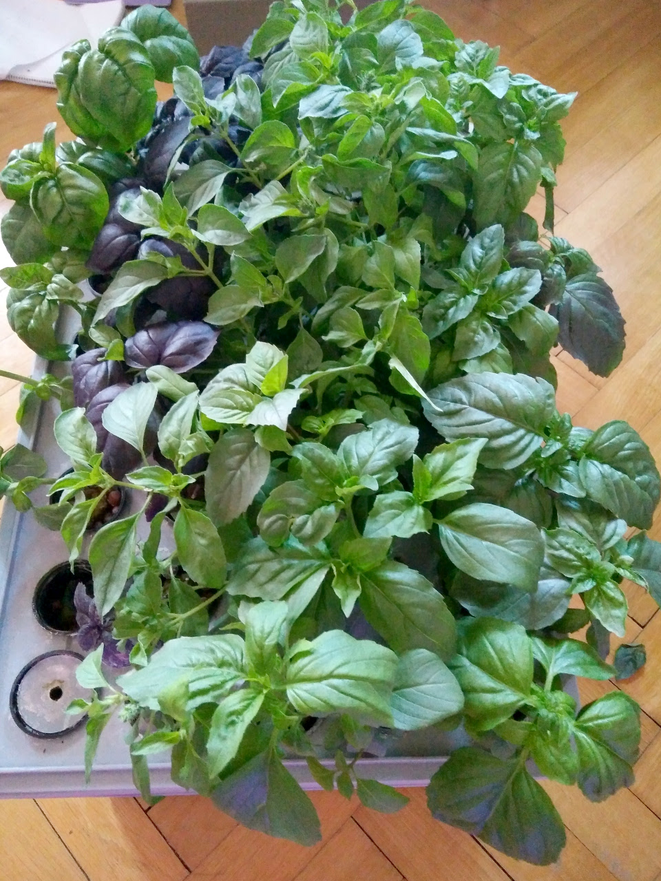 Copious amounts of basil produced during second round of growing