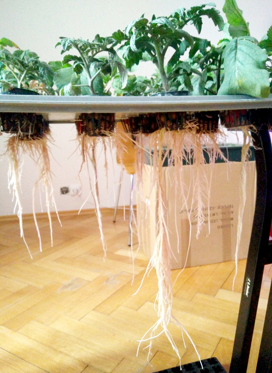 Tomatoes root system length illustration