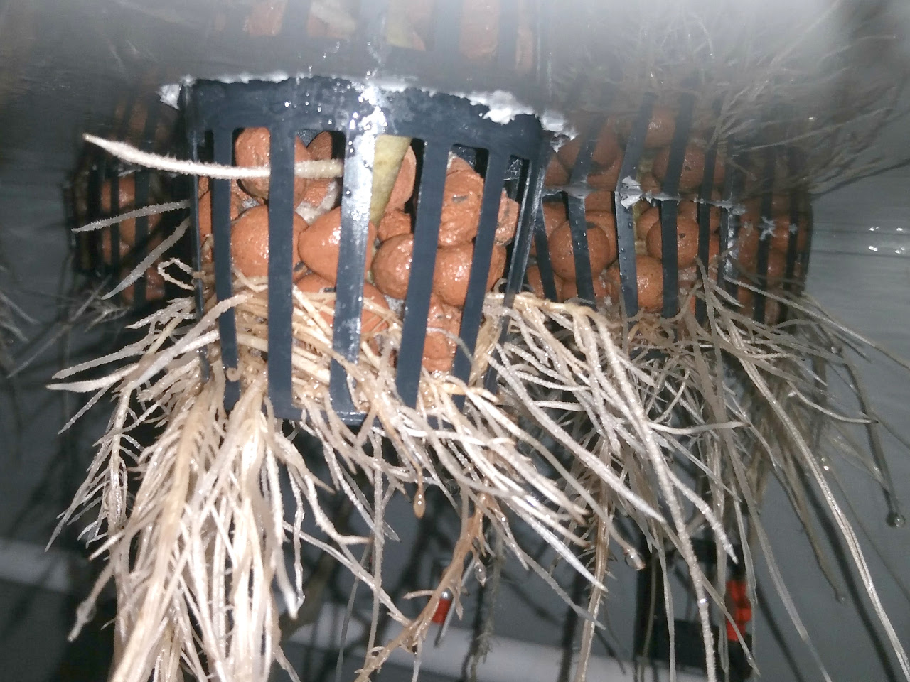 Healthily looking root system